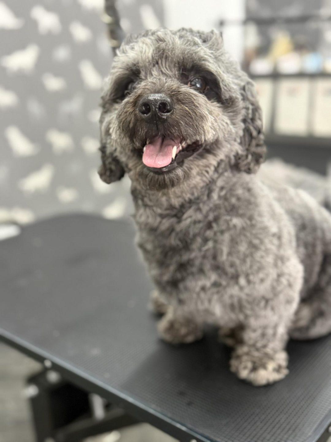 Dog Grooming Services Chorley