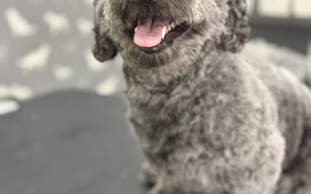 Dog Grooming Services Chorley