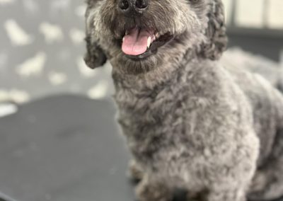 Dog Grooming Services Chorley
