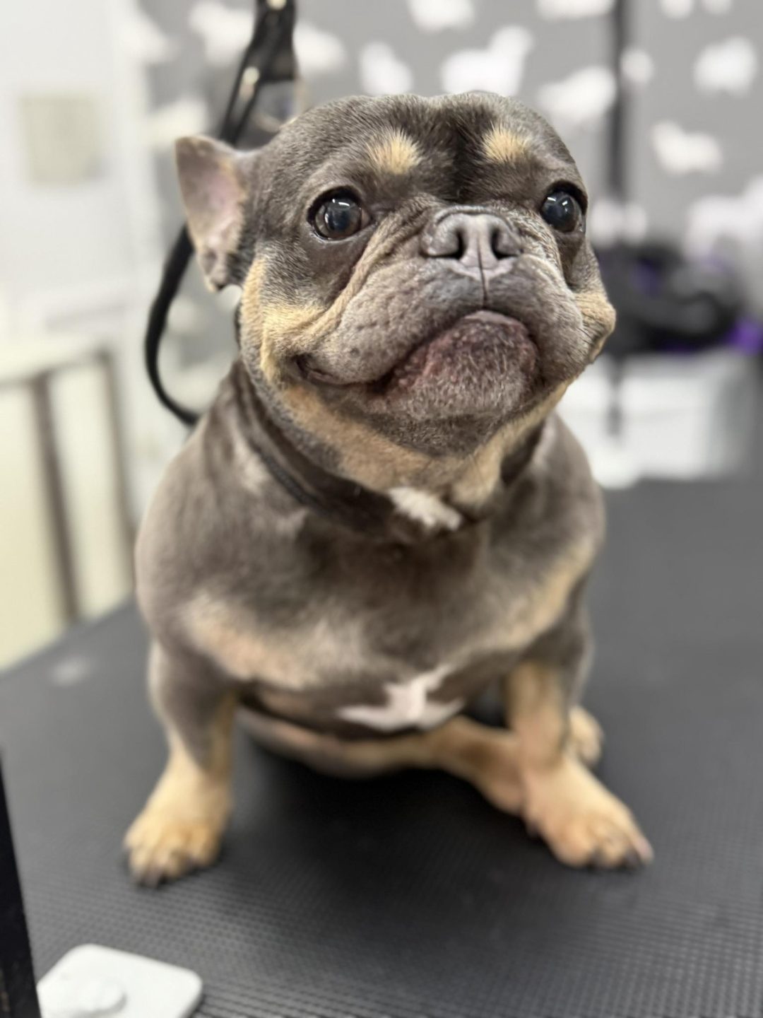 Dog Grooming Services Blackburn