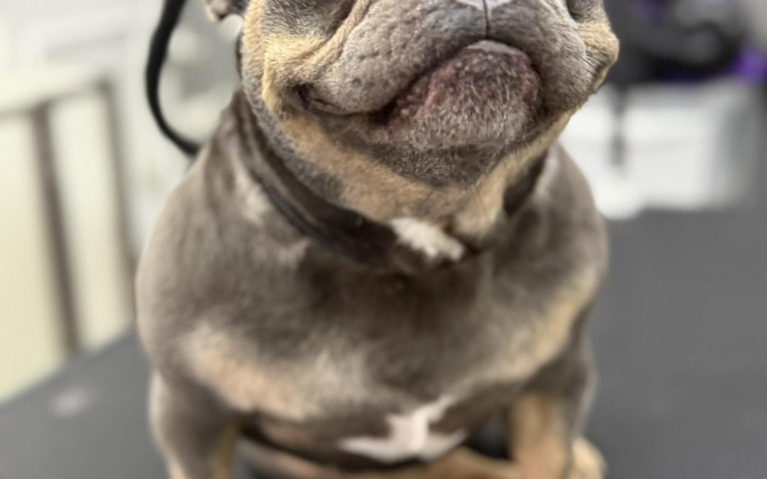 Dog Grooming Services Blackburn