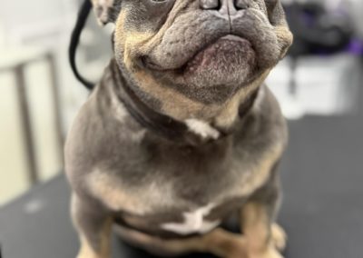 Dog Grooming Services Blackburn