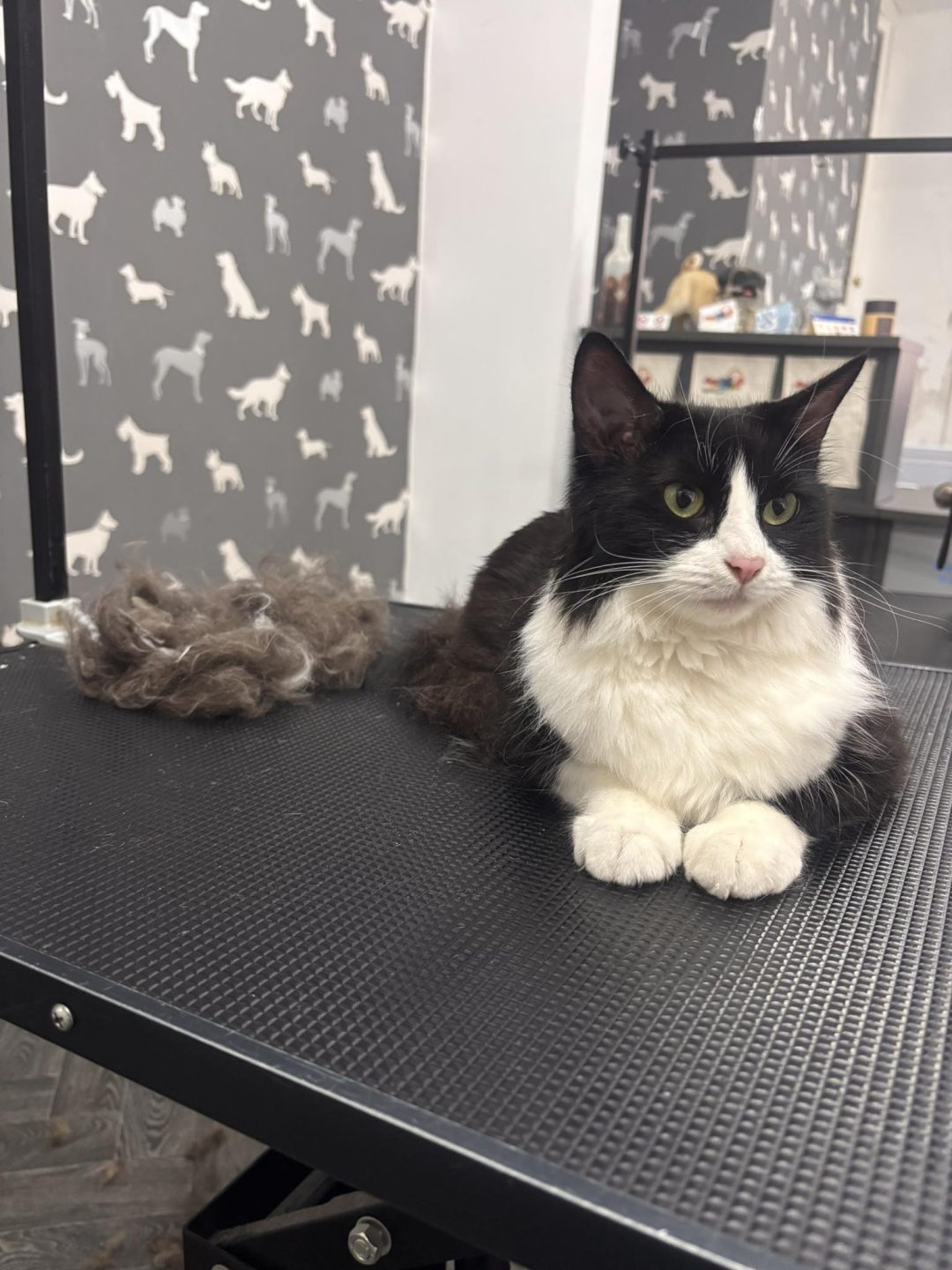 Cat Grooming Services, Burscough