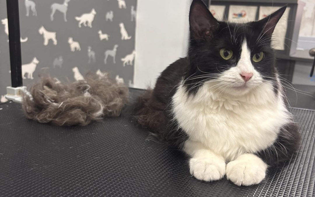 Cat Grooming Services, Burscough