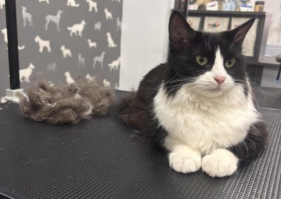 Cat Grooming Services, Burscough