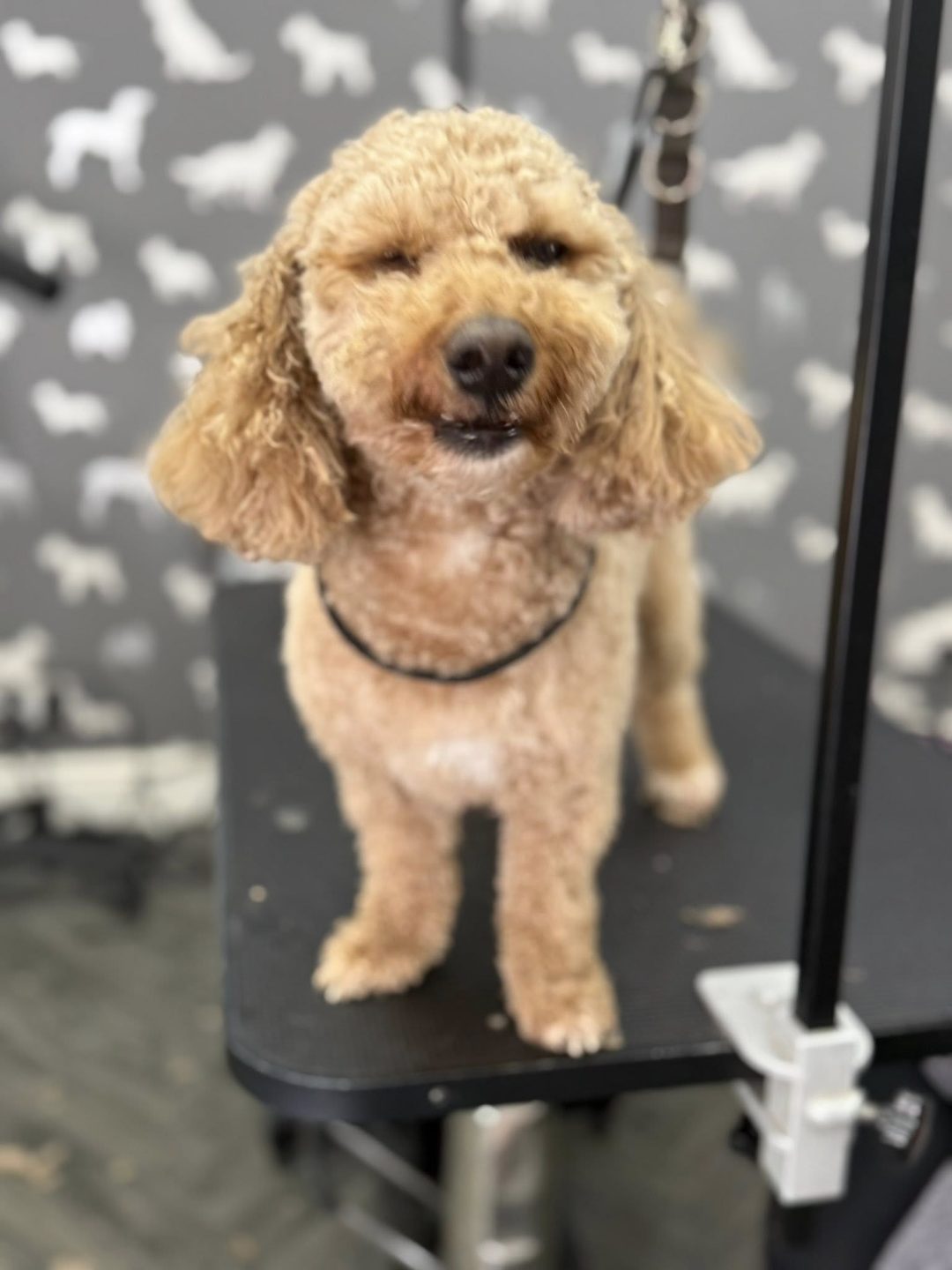 Dog Grooming Services Euxton