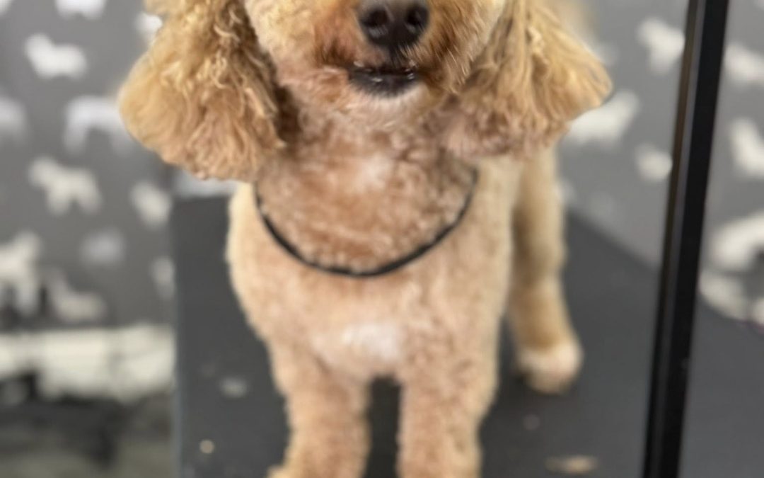Dog Grooming Services Euxton