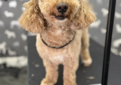 Dog Grooming Services Euxton