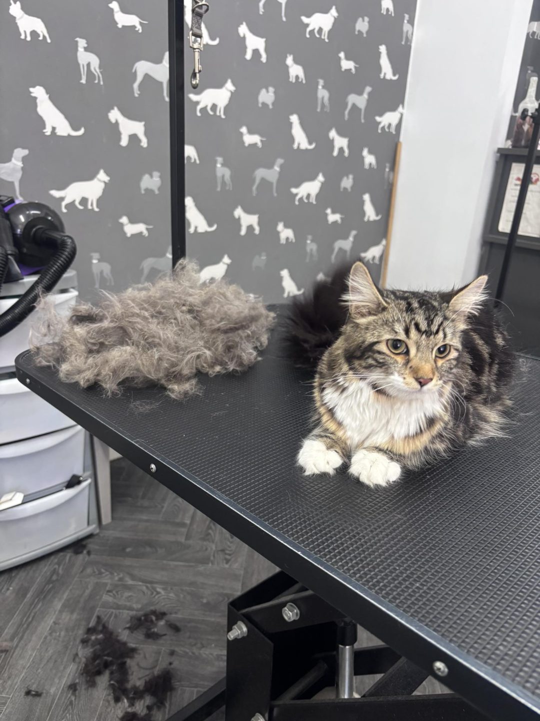 Cat Groomer Blackpool