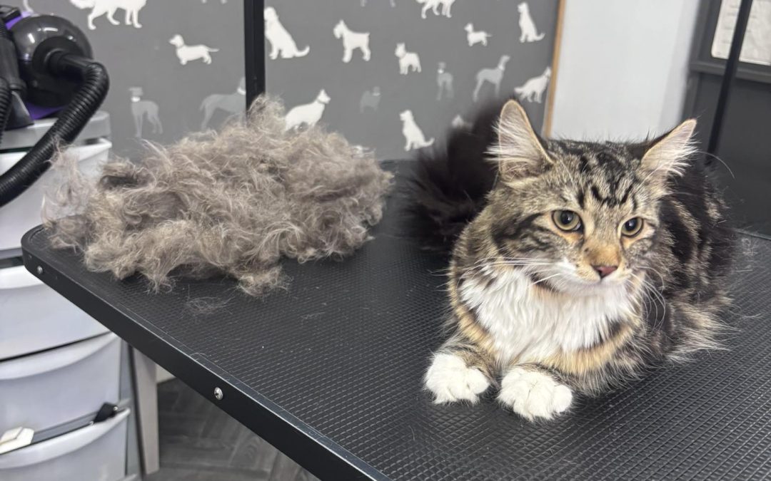 Cat Groomer Blackpool