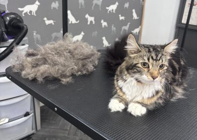 Cat Groomer Blackpool