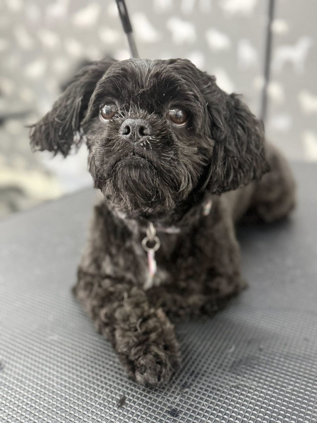 Dog Grooming Services Lancaster
