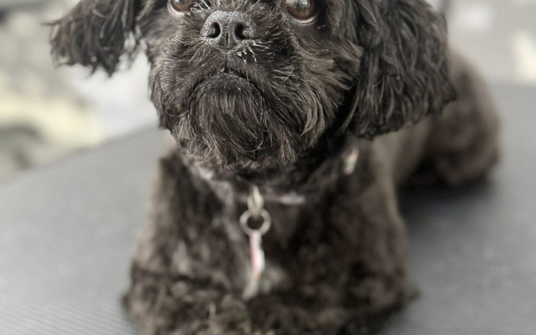 Dog Grooming Services, Lancaster