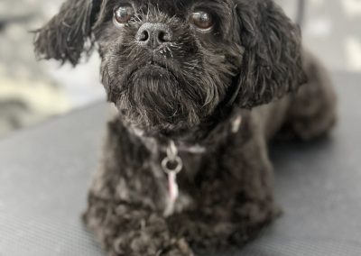 Dog Grooming Services, Lancaster