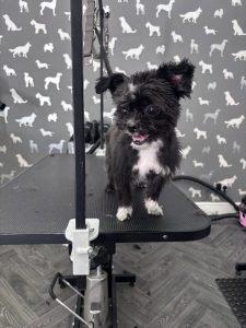 Dog Grooming Morecambe