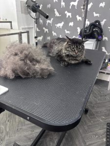 Cat Groomer Catterall