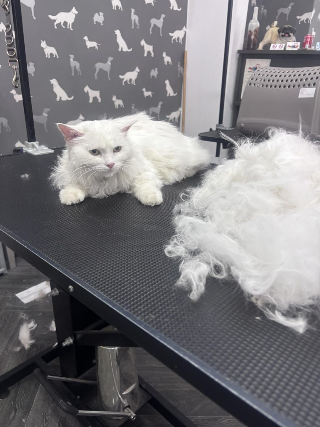 Cat Groomer Penwortham