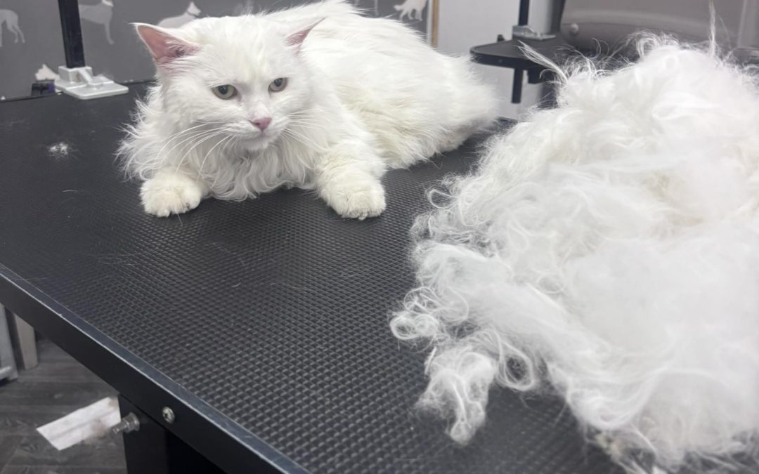 Cat Groomer Penwortham