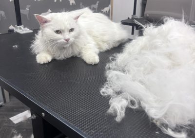Cat Groomer Penwortham