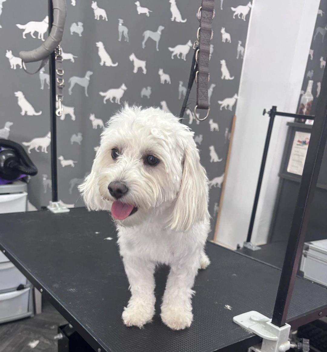 Dog Grooming Services Fulwood