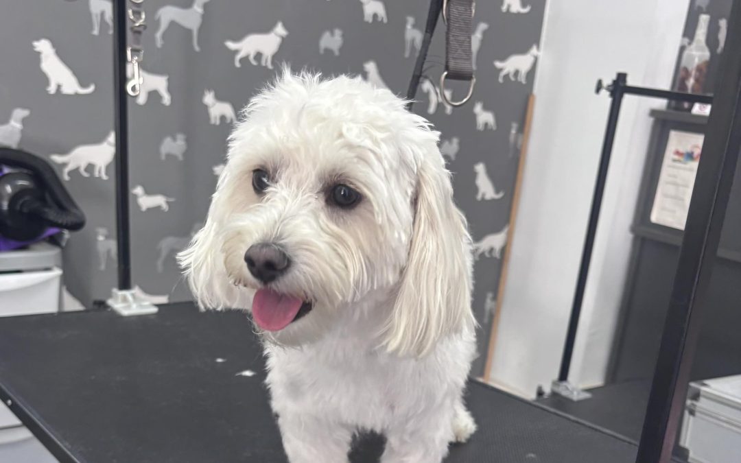 Dog Grooming Services Fulwood