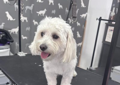 Dog Grooming Services Fulwood