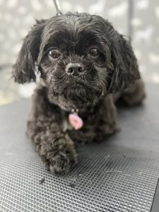 Dog Grooming Services Lancaster