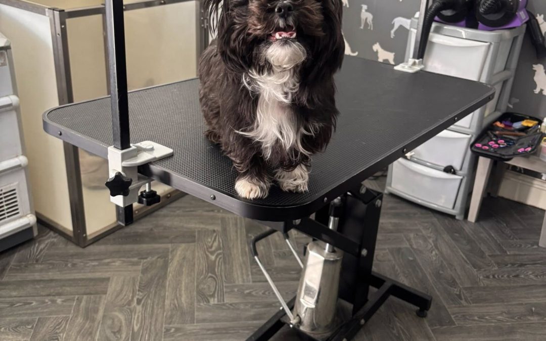 Dog Grooming Services Morecambe