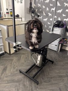 Dog Grooming Services Morecambe