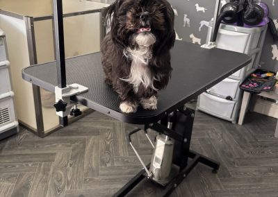 Dog Grooming Services Morecambe