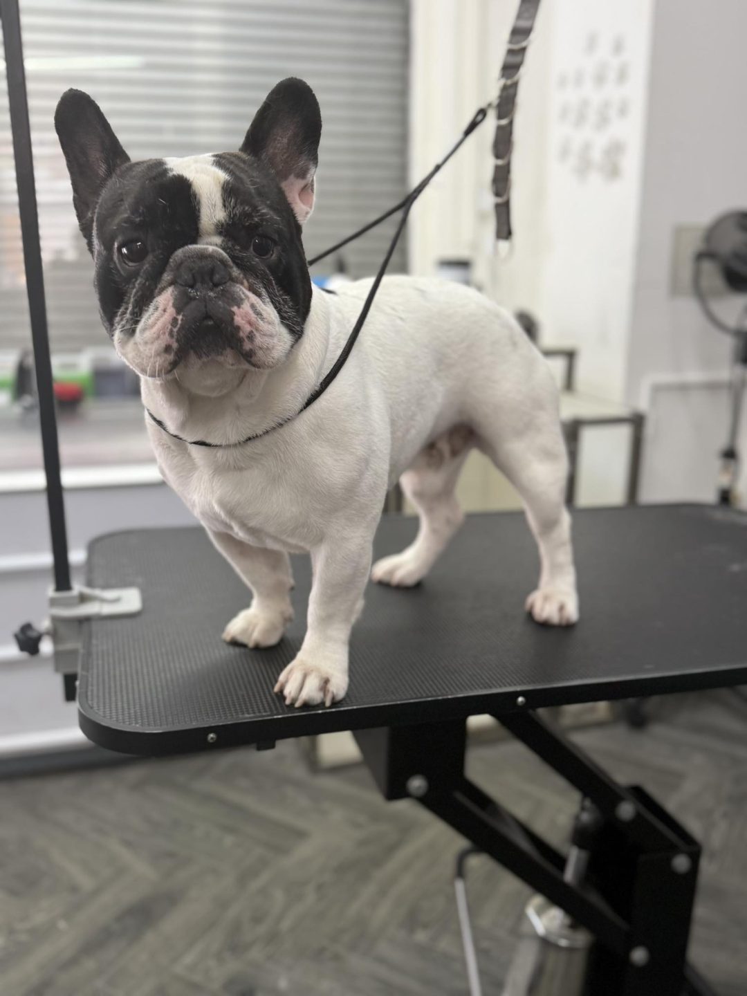 Dog Grooming Services Burscough