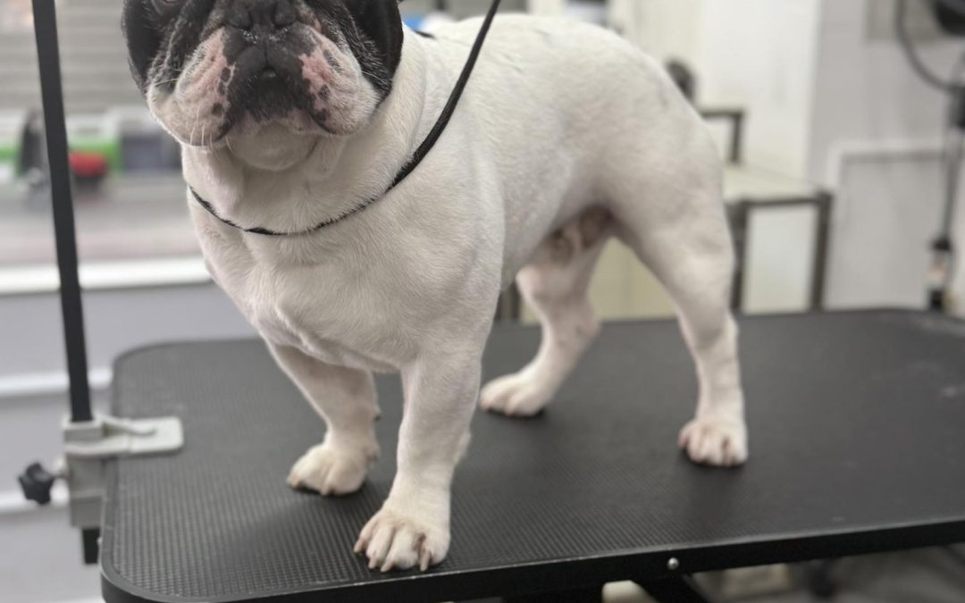 Dog Grooming Services, Burscough