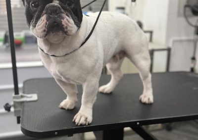 Dog Grooming Services, Burscough