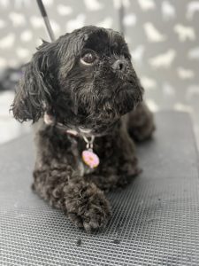 Dog Grooming Lancaster