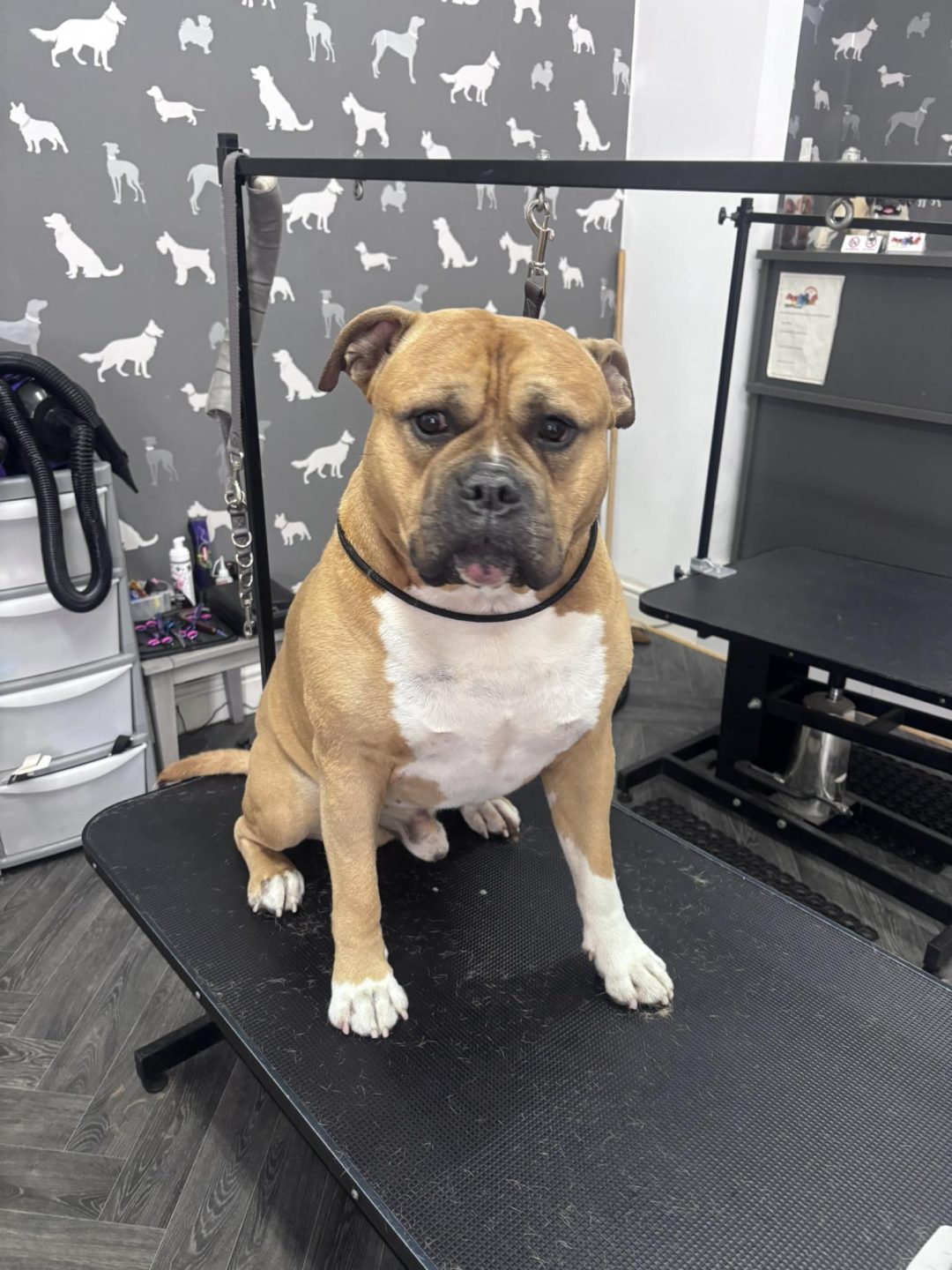 Dog Grooming Services Deepdale