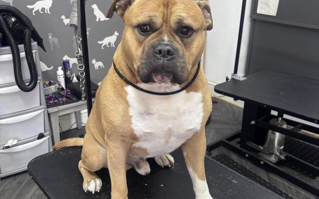 Dog Grooming Services Deepdale