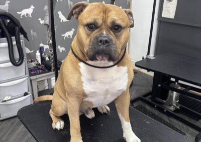 Dog Grooming Services Deepdale