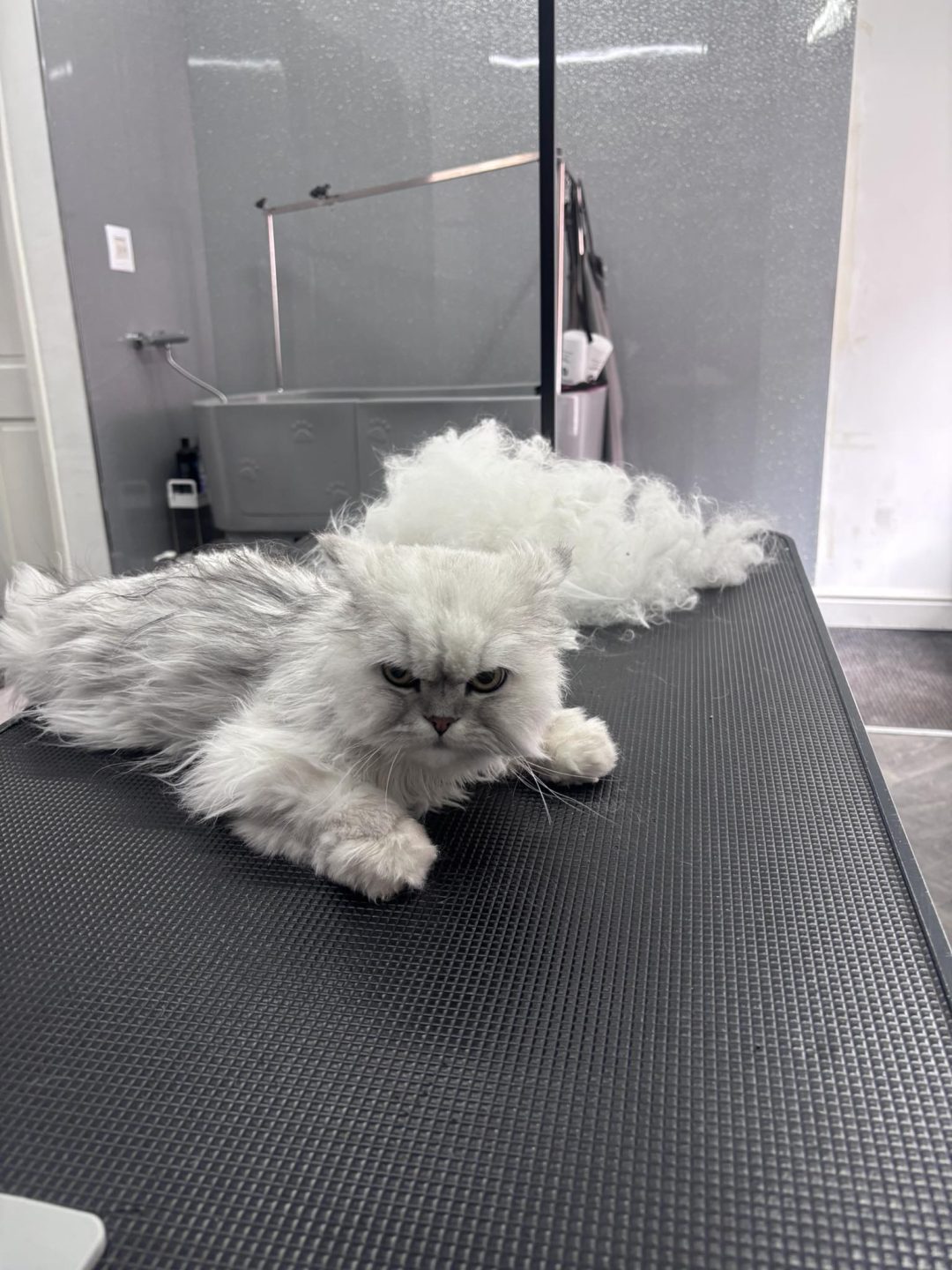 Cat Groomer Kirkham