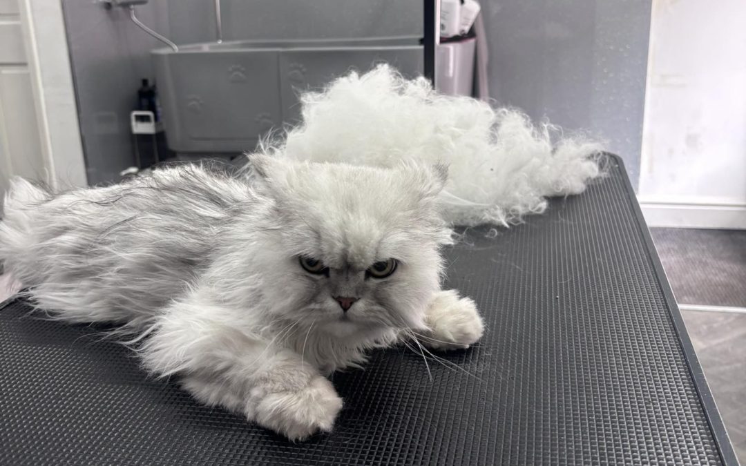 Cat Groomer Kirkham