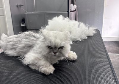 Cat Groomer Kirkham