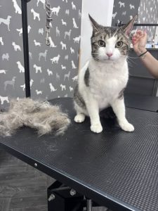 Cat Groomers Catterall