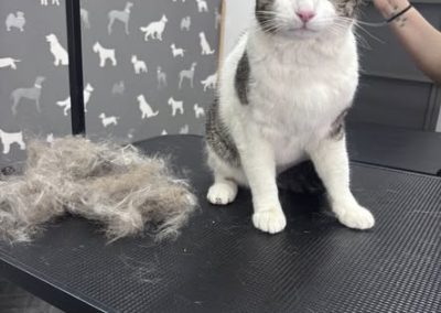 Cat Groomer Catterall