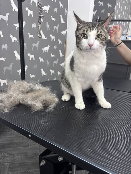 Cat Groomers Catterall