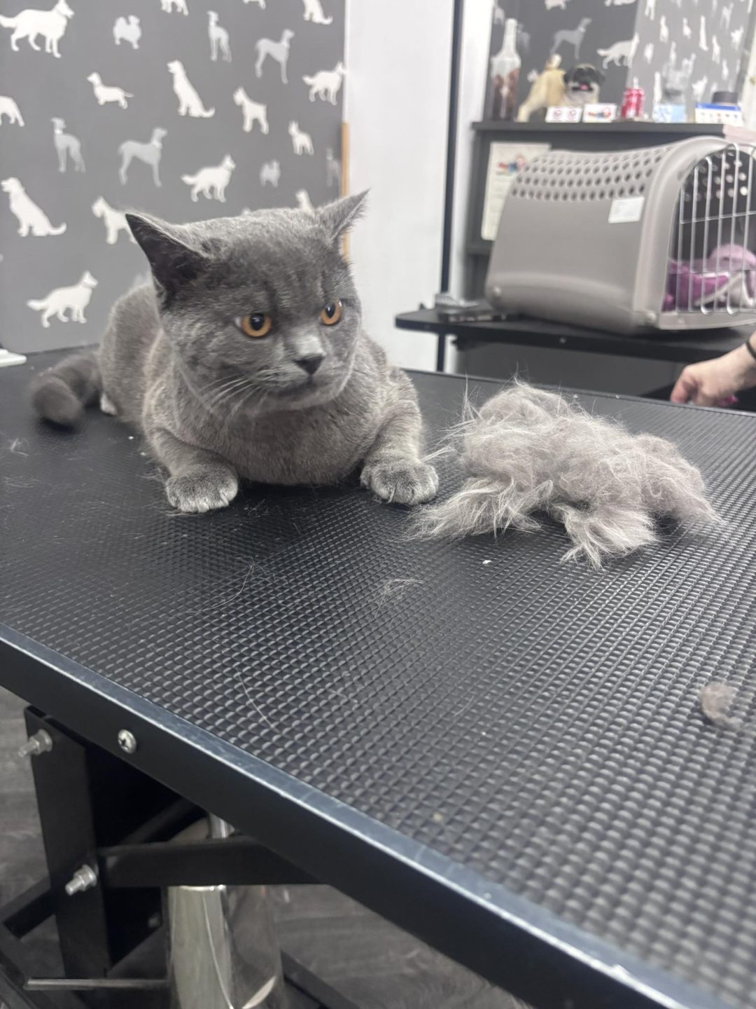 Cat Groomer Longridge