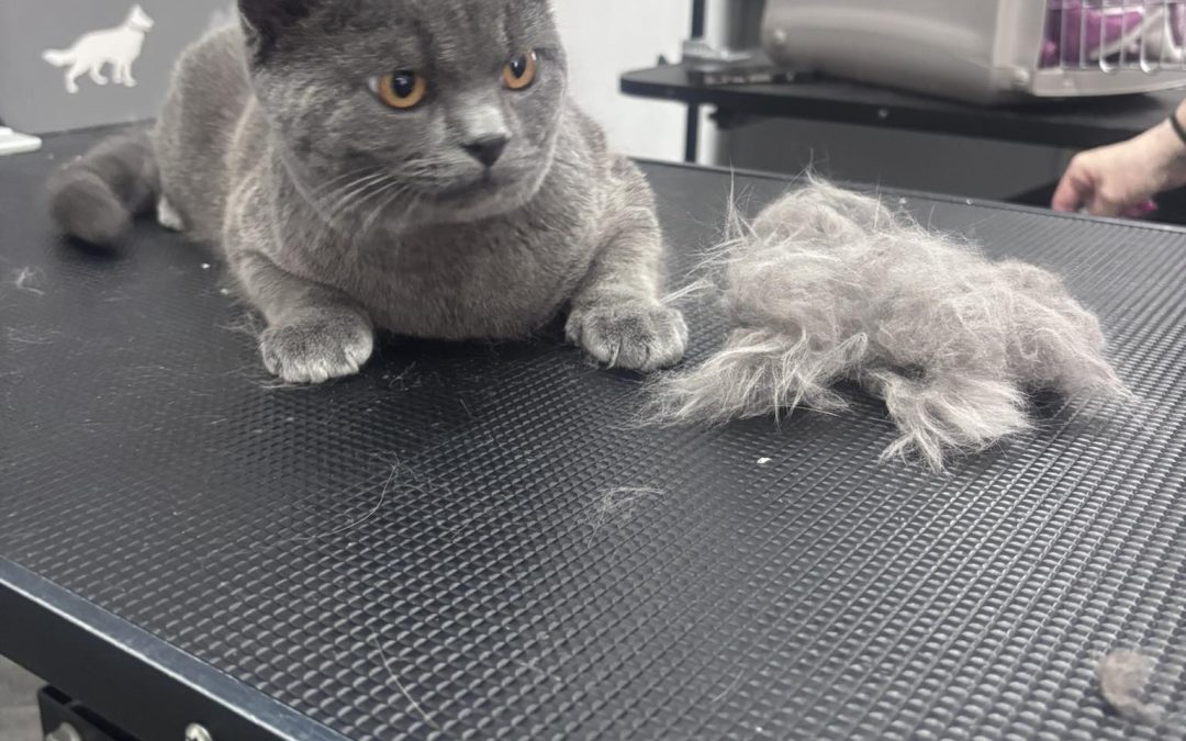 Cat Groomer Longridge