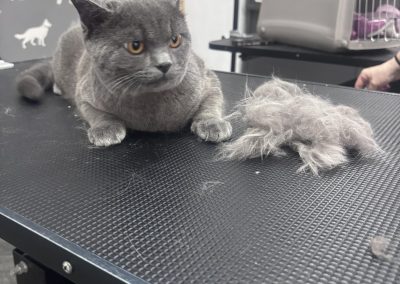 Cat Groomer Longridge