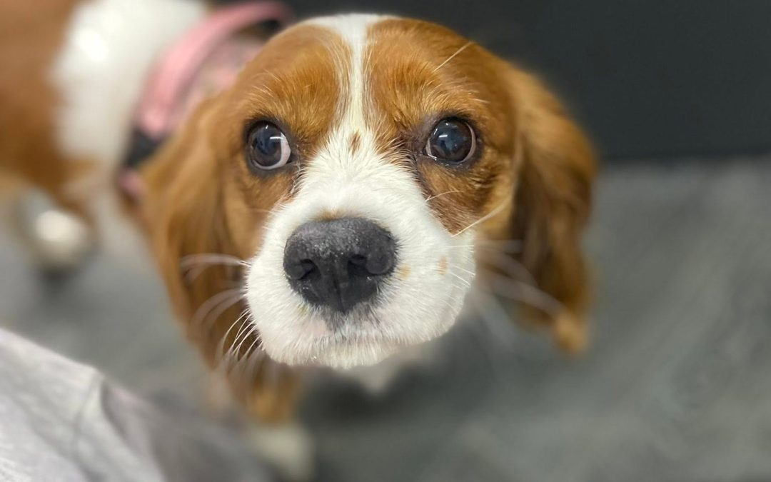 Dog Grooming Services Plungington