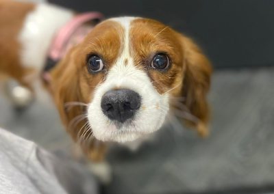 Dog Grooming Services Plungington
