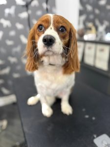 Dog Grooming Plungington