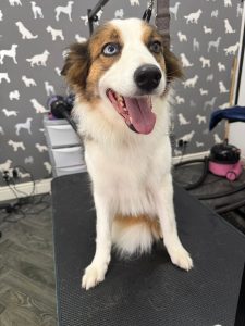 Dog Grooming Services Plungington